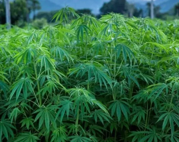 21 İlde Kenevir Üretim Başlıyor