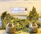 Şanlıurfa’da Jandarmadan Uyuşturucu Operasyonu